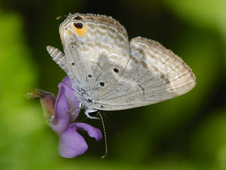 Euchrysops barkeri (Barker's smoky blue)