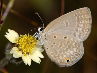 Euchrysops malathana (Common smoky blue)