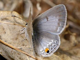 Euchrysops malathana (Common smoky blue)