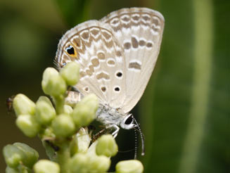 Euchrysops subpallida (Ashen smoky blue)