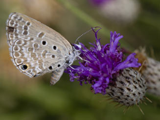 Euchrysops subpallida (Ashen smoky blue)