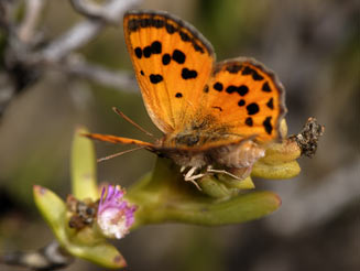 Chrysoritis felthami (Feltham's opal)