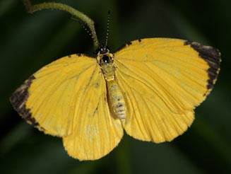 Teriomima zuluana (Zulu buff)