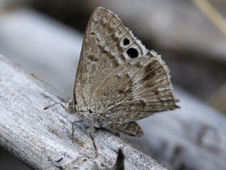 Leptomyrina lara (Cape black-eye)