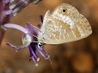 Harpendyreus noquasa (Marsh blue)