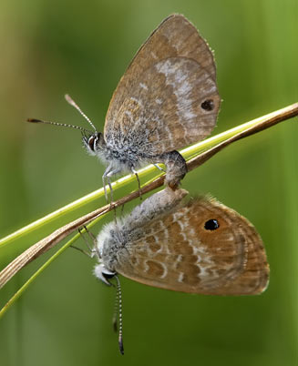 Harpendyreus noquasa (Marsh blue)