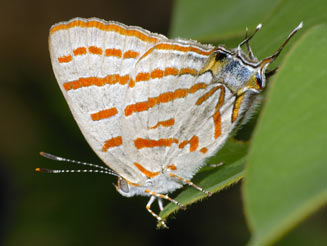 Hypolycaena caeculus (Azure hairstreak)