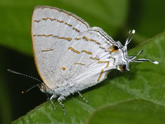 Hypolycaena philippus (Purple-brown hairstreak)