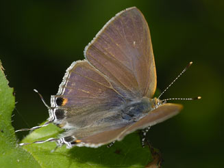 Hypolycaena philippus (Purple-brown hairstreak)