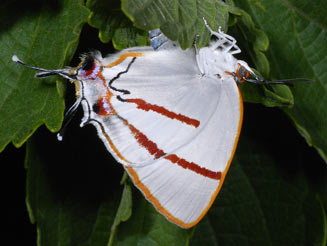 Iolaus sidus (Red-line sapphire) 