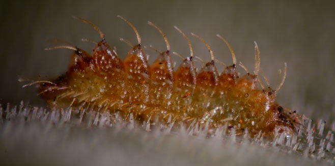 Iolaus alienus (Brown-line sapphire)