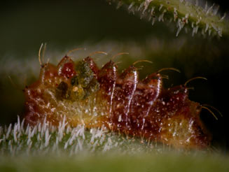 Iolaus alienus (Brown-line sapphire)