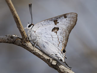 Iolaus alienus (Brown-line sapphire)
