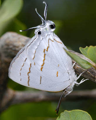 Iolaus mimosae (Mimosa sapphire)