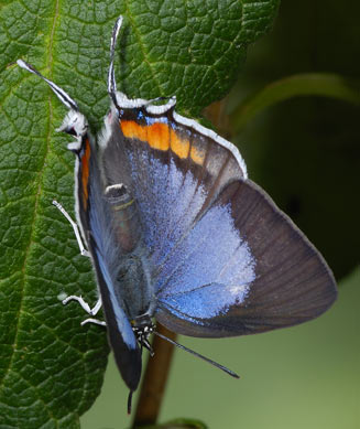 Iolaus silas (Southern sapphire)
