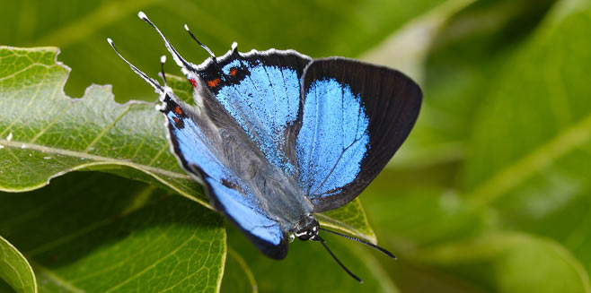 Iolaus silas (Southern sapphire)