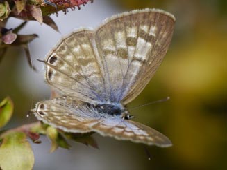 Leptotes pirithous (Common blue) 