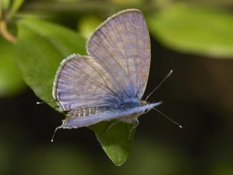 Leptotes pirithous (Common blue) 