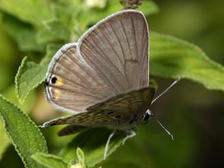 Lepidochrysops plebeia (Twin-spot blue)