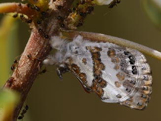 Lachnocnema laches (Southern pied woolly legs)