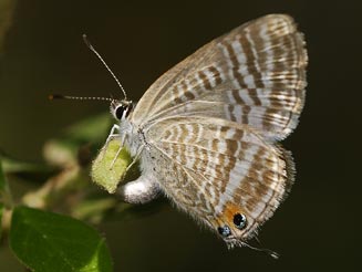 Lampides boeticus (Long-tailed blue)