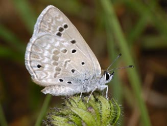 Lepidochrysops ignota (Zulu blue)
