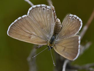 Lepidochrysops ketsi (Ketsi blue)