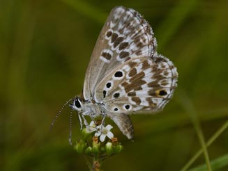 Lepidochrysops ketsi (Ketsi blue)