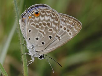 Lepidochrysops patricia (Patrician blue)