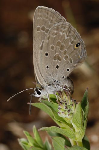 Lepidochrysops praeterita (Highveld blue)
