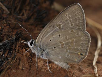 Lepidochrysops praeterita (Highveld blue)