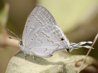 Leptomyrina hirundo (Tailed black-eye)