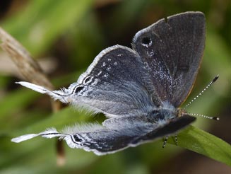 Leptomyrina hirundo (Tailed black-eye)