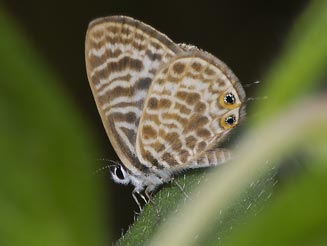 Leptotes pulchra (Sesbania blue)