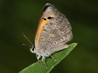 Lycaena clarki (Eastern sorrel copper)
