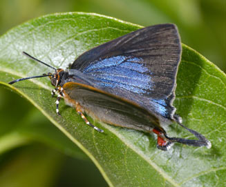 Myrina dermaptera (Lesser fig-tree bue, Scarce fig-tree blue)