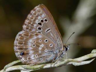 Orachrysops ariadne (Karkloof blue)