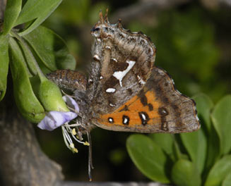 Phasis thero (Silver arrowhead)