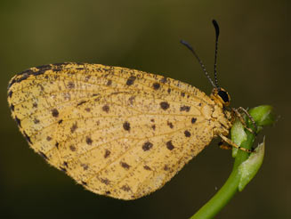 Pentila tropicalis (Spotted buff)
