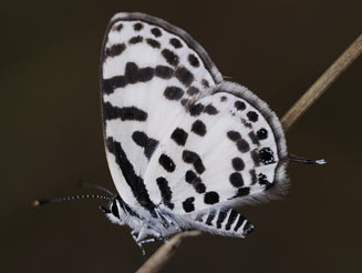 Tuxentius calice (White pie)