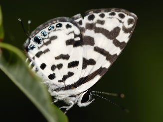 Tuxentius melaena (Black pie)