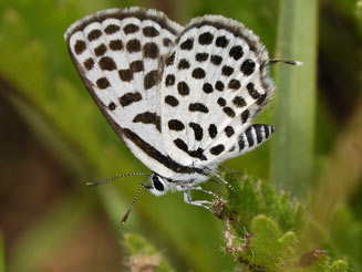 Tarucus sybaris (Dotted blue)