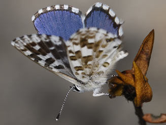 Tarucus thespis (Fynbos blue, Vivid blue)
