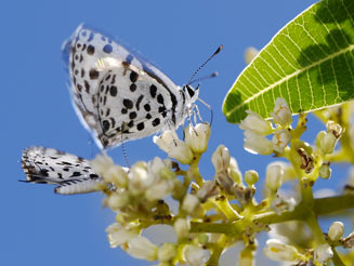 Zintha hintza (Hitza blue)
