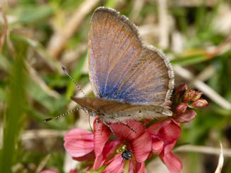Zizeeria knysna (Sooty blue)
