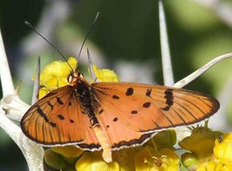 Acraea axina (Little acraea)