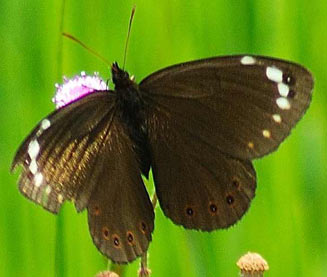 Serradinga bowkeri (Bowker's widow)