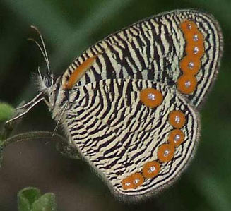 Physcaeneura panda (Dark-webbed ringlet)