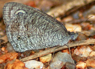 Ypthima asterope (African ringlet)
