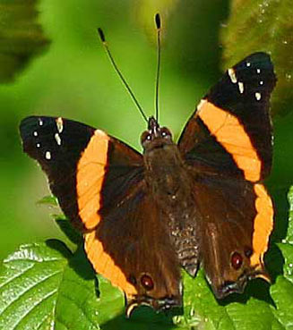 Antanartia dimorphica (Northern short-tailed admiral)